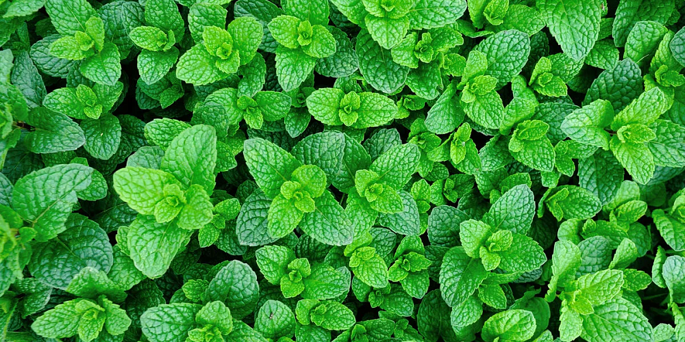 Акция Мятные выходные!