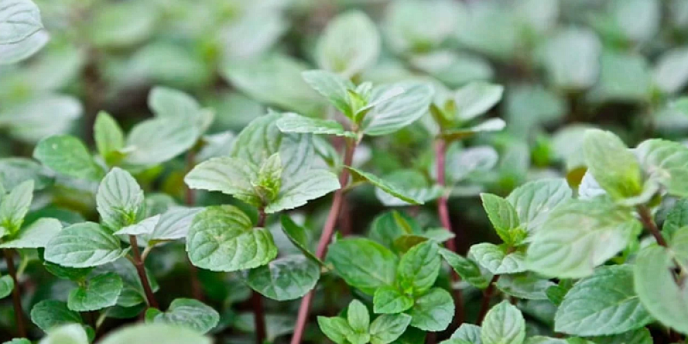 Акция Мятные будни!